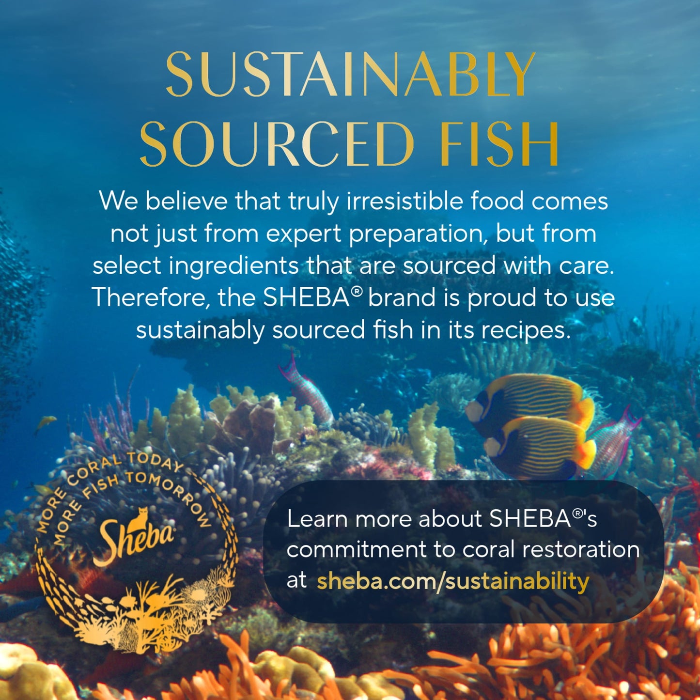 Sheba Selections Filets In Broth Chicken & Tuna Flavor Wet Cat Food Meal Complement, 1.3 Oz Cup
