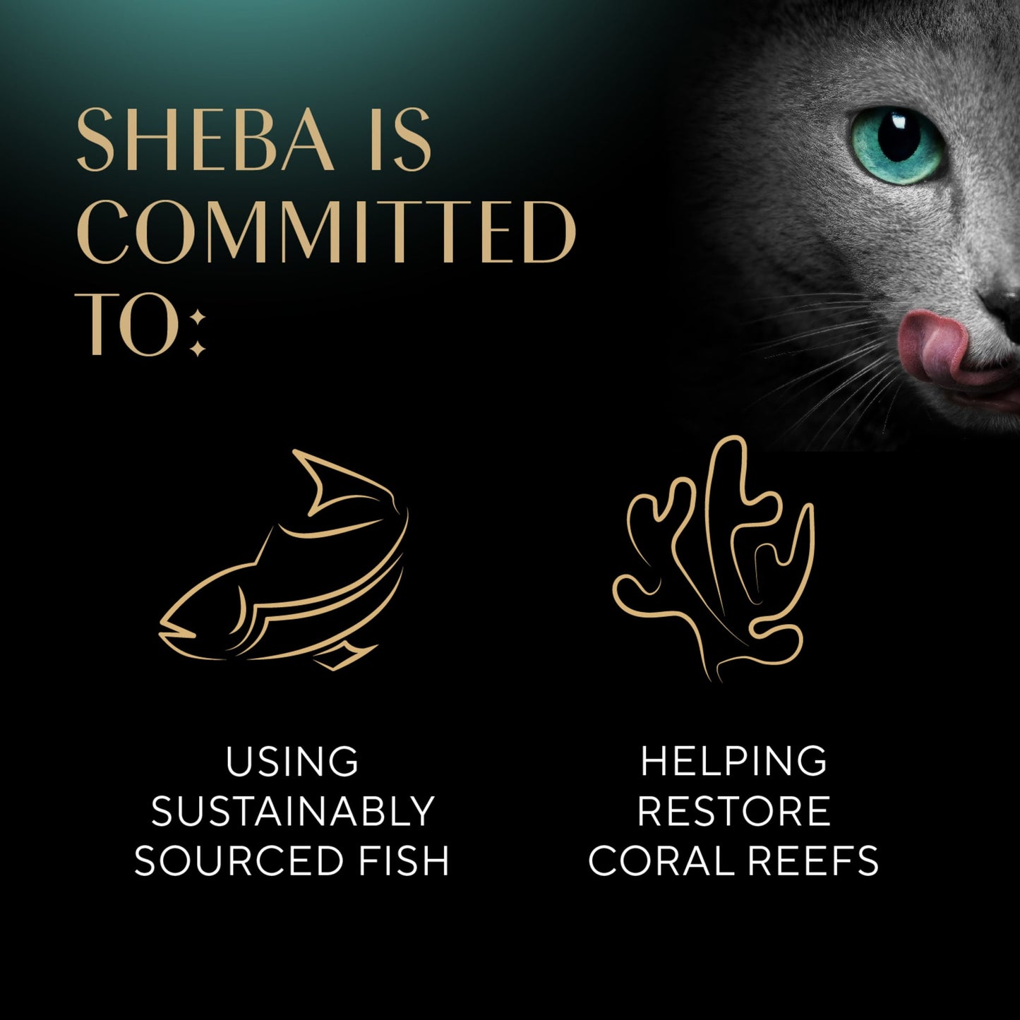 Sheba Wet Cat Food Cuts in Gravy Tender Trout Entree, 2.6 oz Perfect Portions Twin-Pack Tray