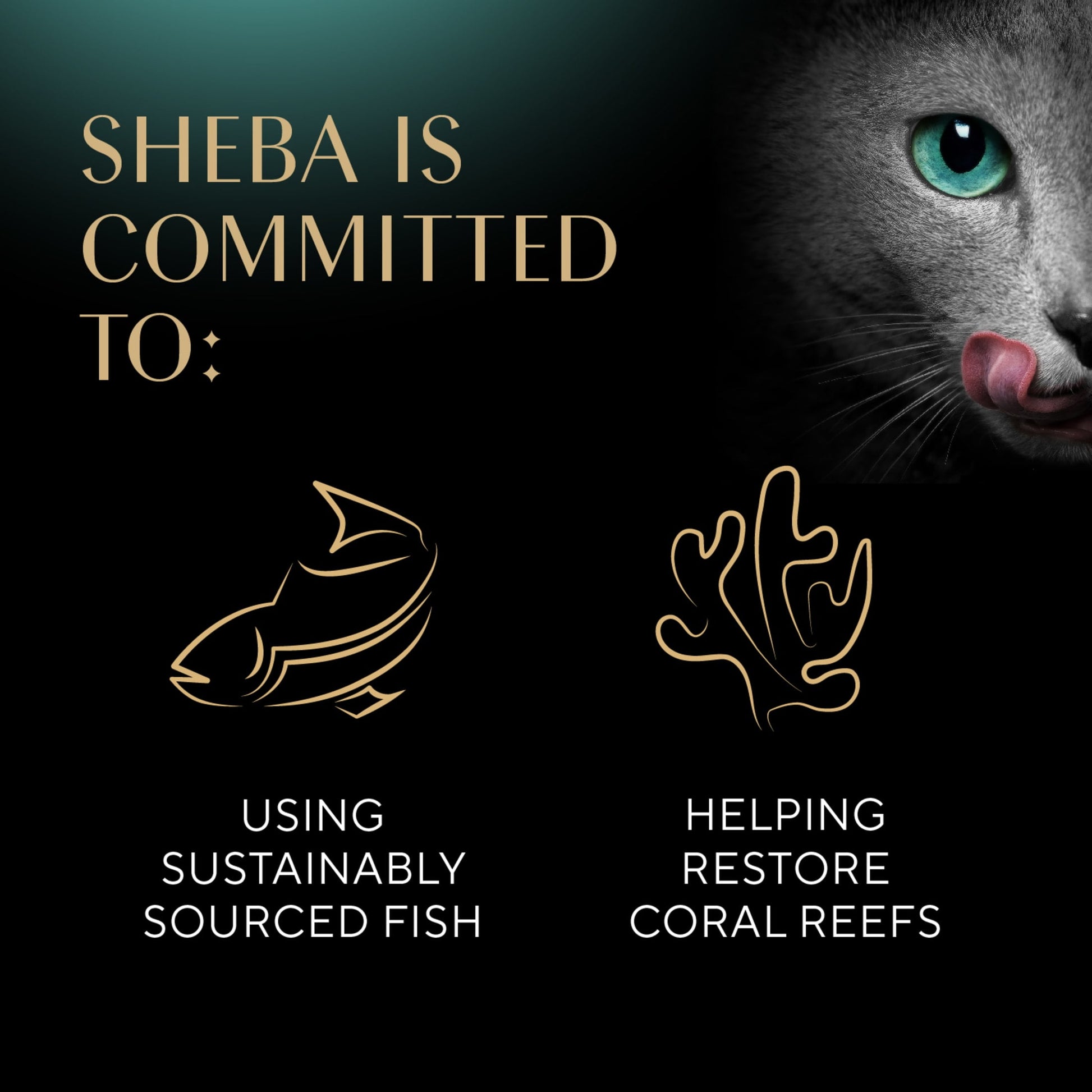 Sheba Wet Cat Food Cuts in Gravy Tender Trout Entree, 2.6 oz Perfect Portions Twin-Pack Tray