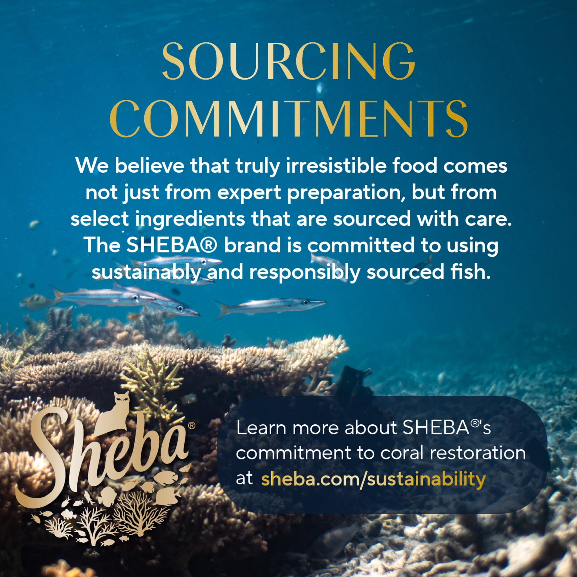 Sheba Selections Filets In Broth Chicken & Tuna Flavor Wet Cat Food Meal Complement, 1.3 Oz Cup